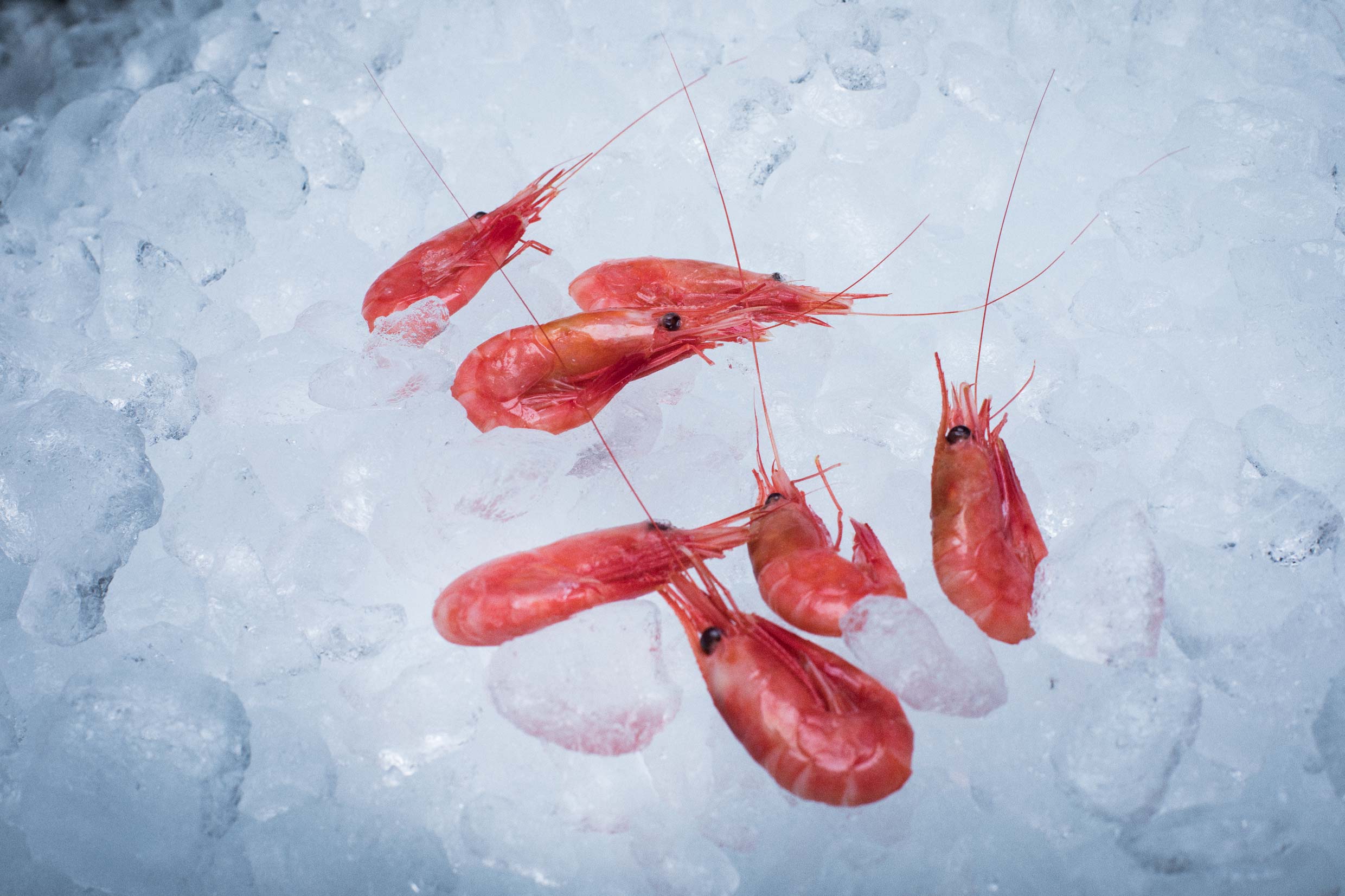 Wild caught coldwater prawns - pandalus borealis